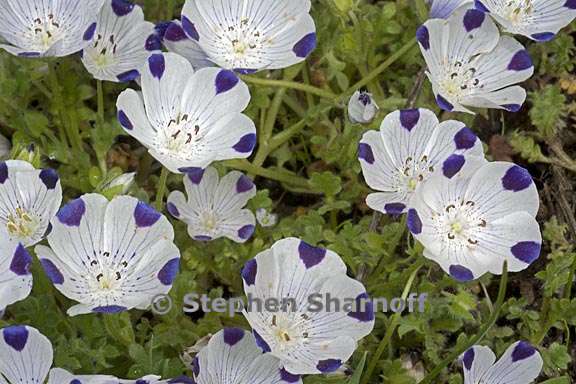 nemophila maculata 5 graphic